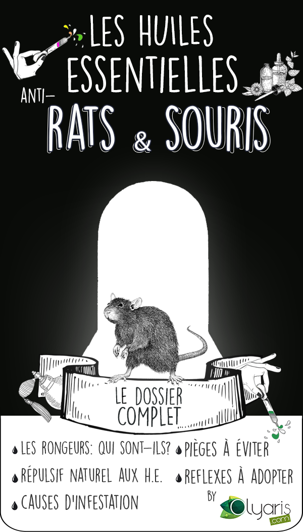 Huile Essentielle de Menthe Poivrée contre les Rats - Olyaris